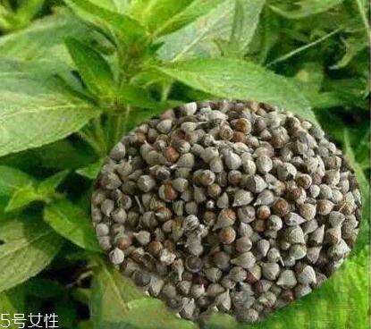 圣潔莓可以長期吃嗎？長期圣潔莓好嗎？