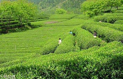 日照綠茶哪個(gè)牌子好？日照綠茶怎么辨別好壞