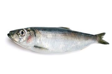 青魚是淡水魚還是海魚？青魚是淡水魚嗎？