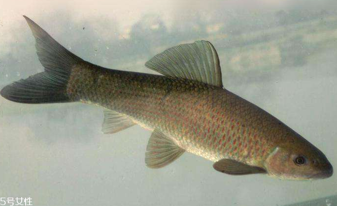 青魚是淡水魚還是海魚？青魚是淡水魚嗎？