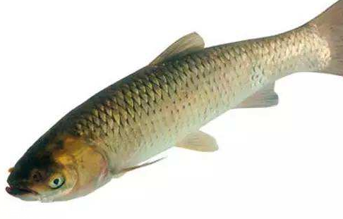 青魚是淡水魚還是海魚？青魚是淡水魚嗎？