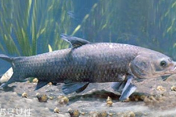 青魚是發(fā)物嗎？吃青魚會(huì)過敏嗎？