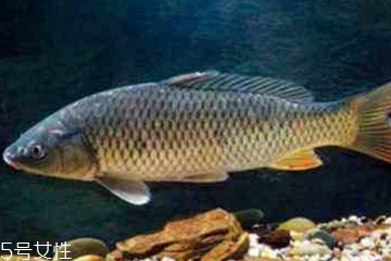 青魚是發(fā)物嗎？吃青魚會過敏嗎？