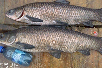 青魚是發(fā)物嗎？吃青魚會過敏嗎？