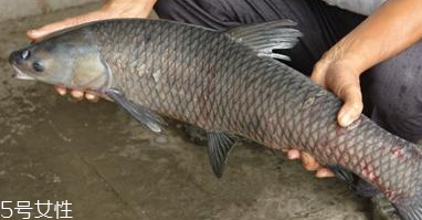 青魚(yú)怎么養(yǎng)殖?青魚(yú)好養(yǎng)嗎？