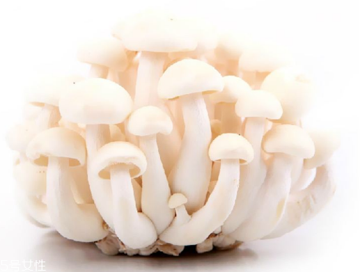 白玉菇和海鮮菇的區(qū)別 白玉菇和海鮮菇是一樣的嗎？