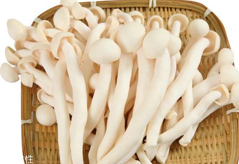 白玉菇的營養(yǎng)價值 白玉菇有什么營養(yǎng)？