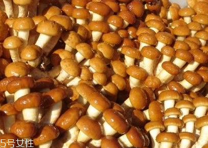 滑子菇的功效 滑子菇有什么作用？