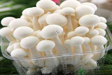 白玉菇為什么是苦的？白玉菇怎么會(huì)苦？