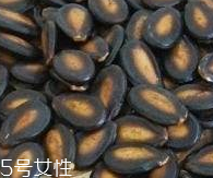 西瓜子的宜忌人群 西瓜子不是適合哪些人吃？