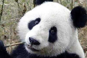 激光去黑眼圈多久恢復？激光除黑眼圈多久見效