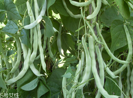 蕓豆是發(fā)物嗎？皮膚過(guò)敏的人能吃蕓豆嗎？