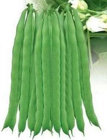 蕓豆能生吃嗎？蕓豆生吃會怎樣？