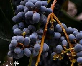 女貞子能和旱蓮草一起吃嗎？女貞子和旱蓮草的用量
