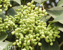 女貞子怎么保存？女貞子怎么保存最好？