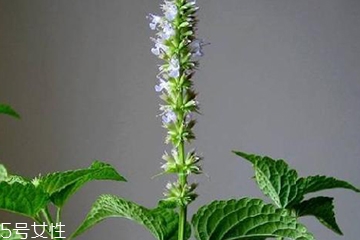 藿香是發(fā)物嗎？皮膚過敏的人能吃藿香嗎？