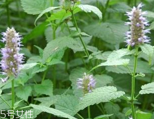 藿香是發(fā)物嗎？皮膚過敏的人能吃藿香嗎？