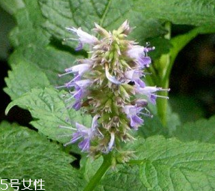 藿香是涼性還是熱性？藿香是熱性嗎？