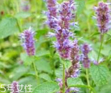 藿香能生吃嗎？藿香味道好嗎？
