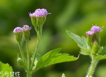 藿香和麝香是一樣嗎？藿香和麝香的區(qū)別