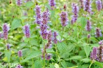 藿香和麝香是一樣嗎？藿香和麝香的區(qū)別