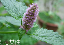 藿香能多吃嗎？藿香吃多了會(huì)怎樣？