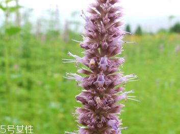 藿香和佩蘭能一起吃嗎？藿香和佩蘭的作用