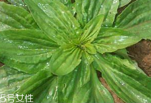 車前草是什么？車前草的作用是什么