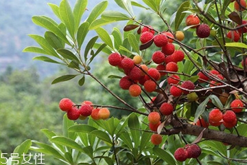 梅花是發(fā)物嗎？皮膚過敏的人能喝梅花茶嗎？