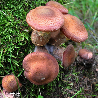 榛蘑的好處 榛蘑對人有什么益處？