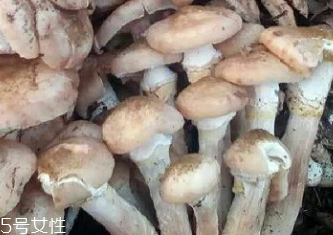 榛蘑是蘑菇嗎？榛蘑是什么蘑菇？