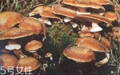 榛蘑是蘑菇嗎？榛蘑是什么蘑菇？