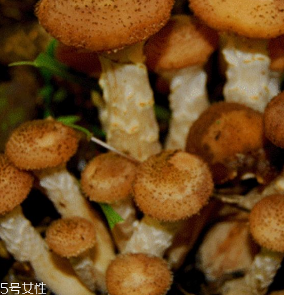 榛蘑是野生的好嗎？野生榛蘑的好處