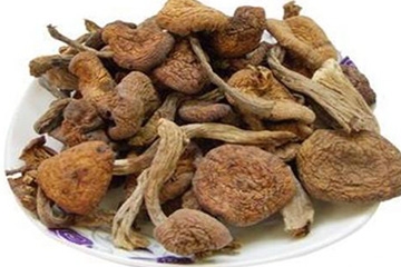 榛蘑是野生的好嗎？野生榛蘑的好處