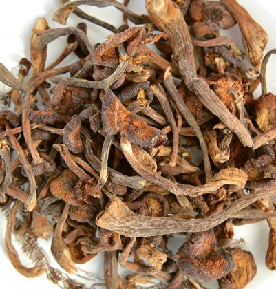 榛蘑是野生的好嗎？野生榛蘑的好處