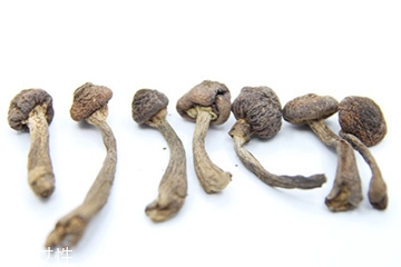 榛蘑和天麻的關系 榛蘑和天麻有什么聯(lián)系？
