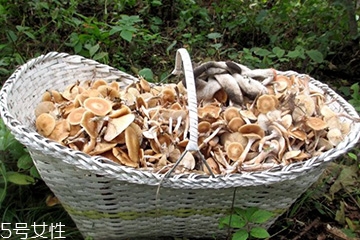 榛蘑的顏色 榛蘑是什么顏色的？