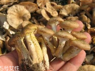 榛蘑和香菇能一起吃嗎？