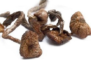 榛蘑能保存多久？干榛蘑怎么保存最好？