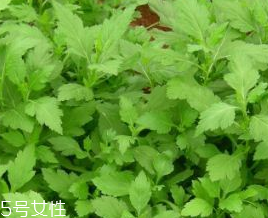 菊花腦的禁忌人群 哪些人不能吃菊花腦？