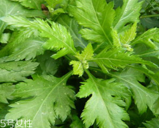 菊花腦的禁忌人群 哪些人不能吃菊花腦？