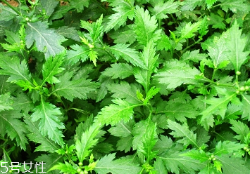 菊花腦的種植 菊花腦怎么種？
