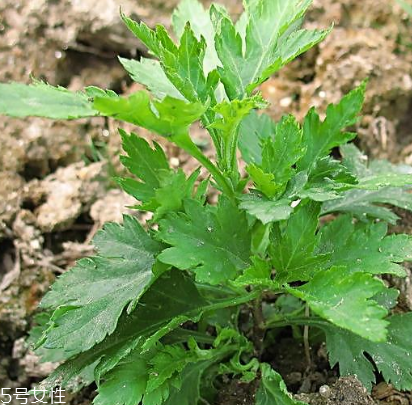 菊花腦能吃嗎？菊花腦的味道