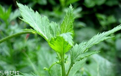 菊花腦能吃嗎？菊花腦的味道