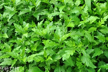 菊花腦可以涼拌嗎？菊花腦涼拌好吃嗎？