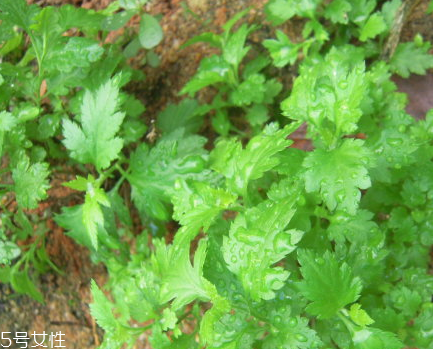 菊花腦和南瓜能一起吃嗎？菊花腦能和水果一起吃嗎？