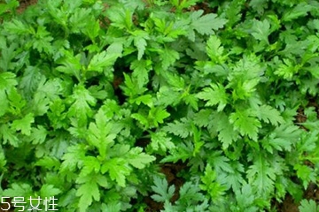 菊花腦怎么挑選？菊花腦選購(gòu)技法