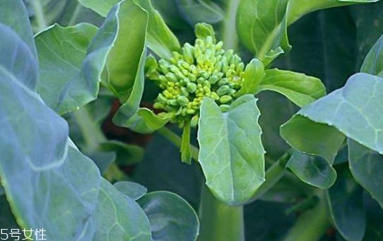 芥蘭能炒牛肉嗎？芥蘭炒牛肉的做法