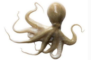 章魚是什么顏色？章魚是什么樣子？