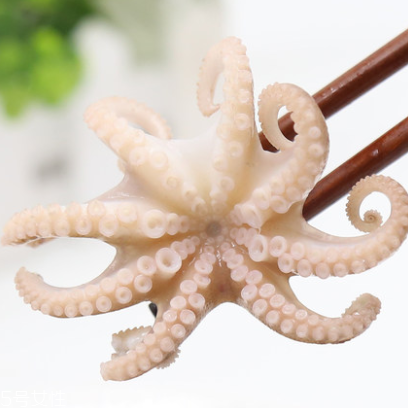 章魚是什么顏色？章魚是什么樣子？